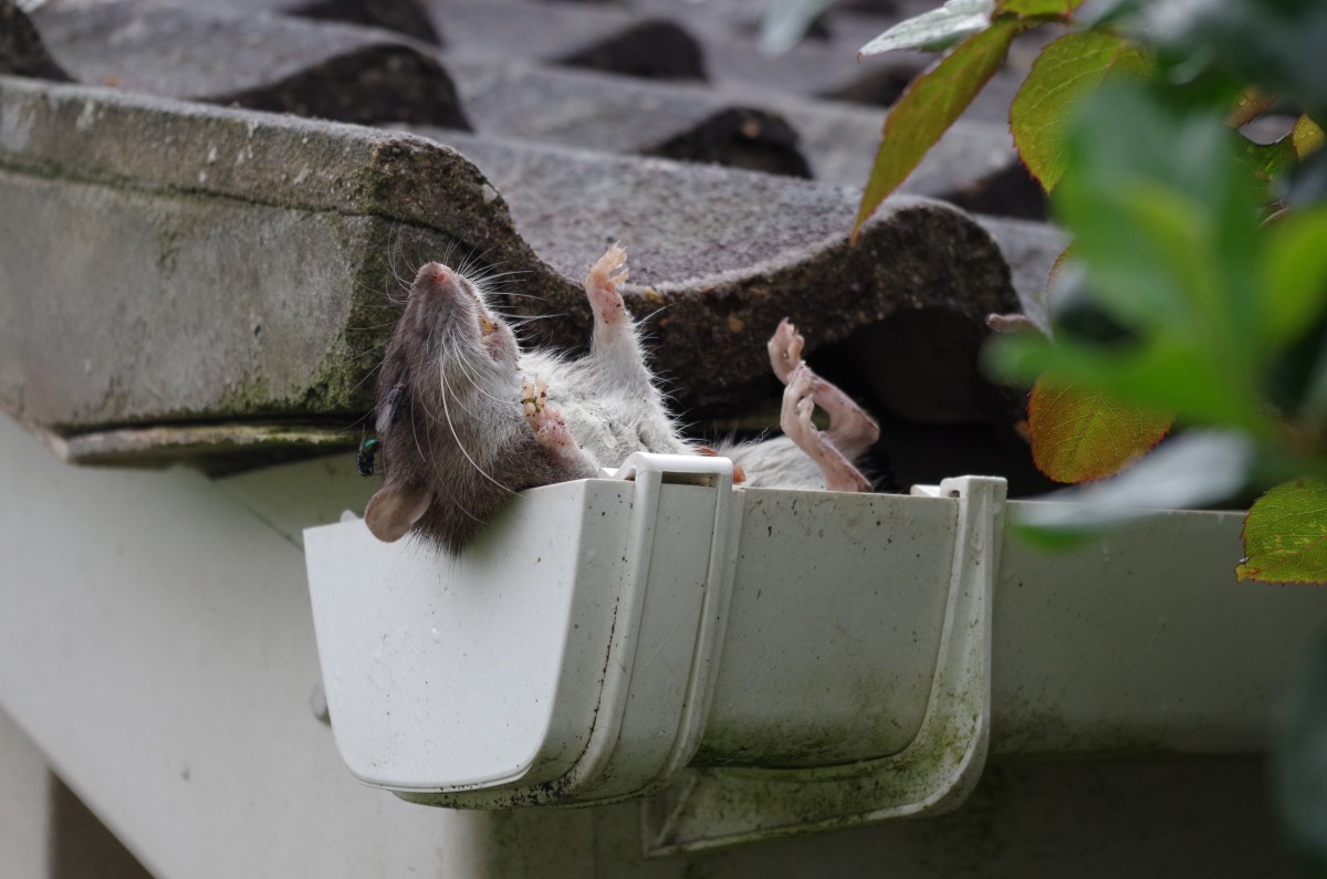 Is your business a dead rat in the gutter?